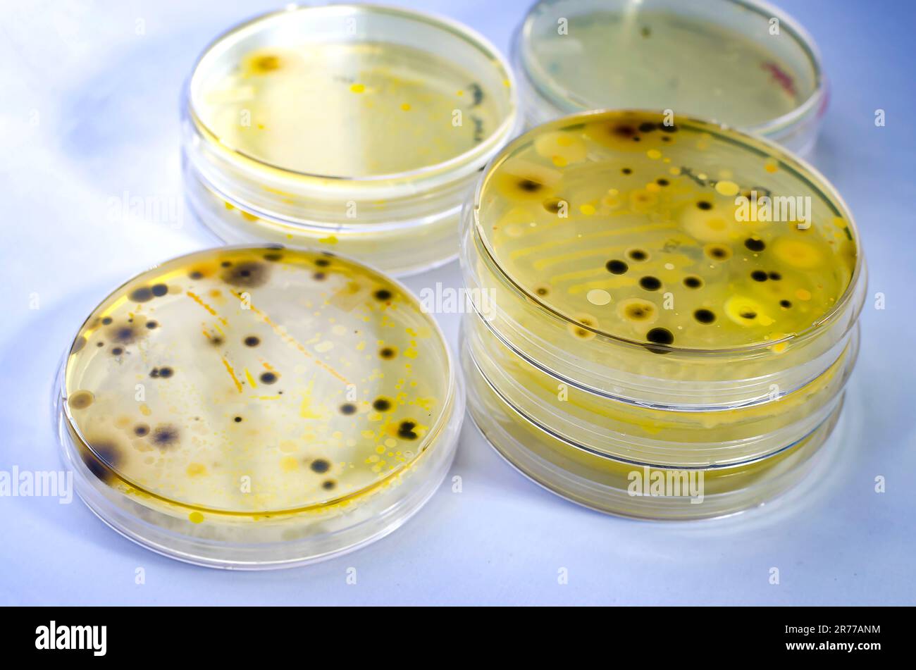 Colonies de différentes bactéries et champignons moisissures cultivées sur une boîte de Petri
