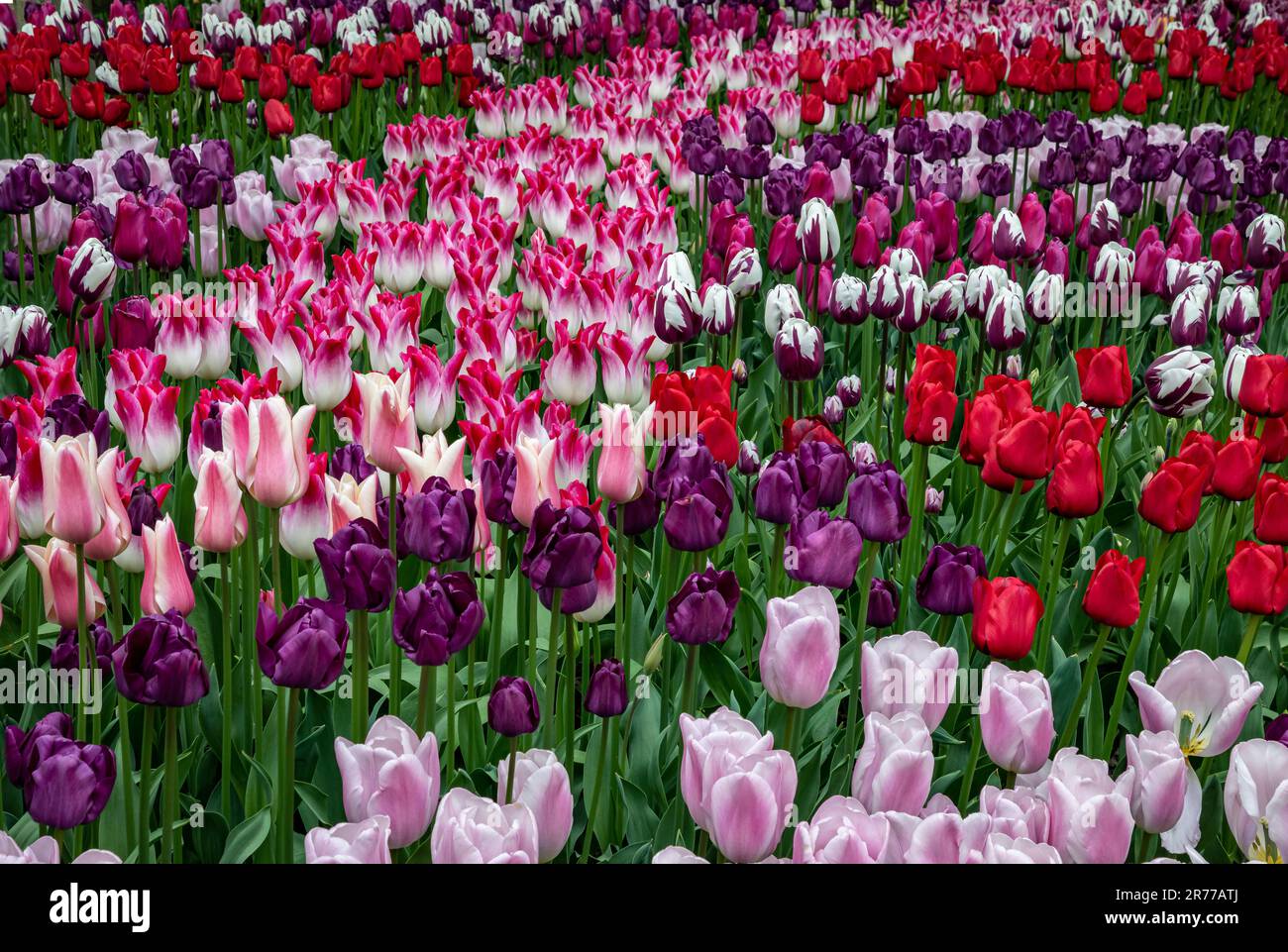 WA23395-00...WASHINGTON - jardin avec tulipes colorées au jardin des bulbes de Roozengaarde dans la vallée de Skagit. Banque D'Images