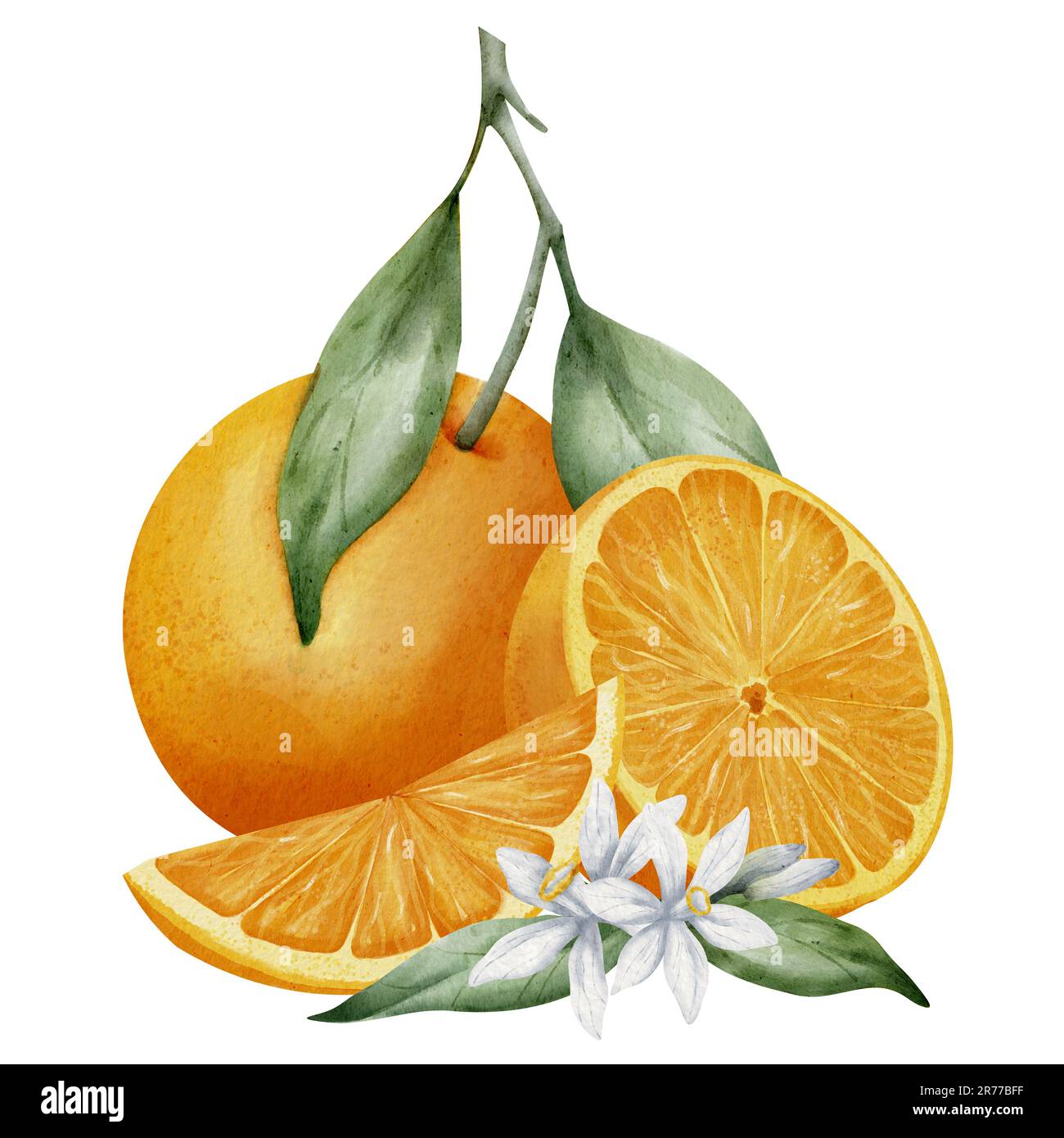 Fruits orange avec tranches. Illustration de l'aquarelle dessinée à la main de la nourriture aux agrumes tropicaux sur fond blanc isolé. Mandarin avec fleur et feuille pour icône ou logo. Dessin de mandarine pour étiquette de jus. Banque D'Images