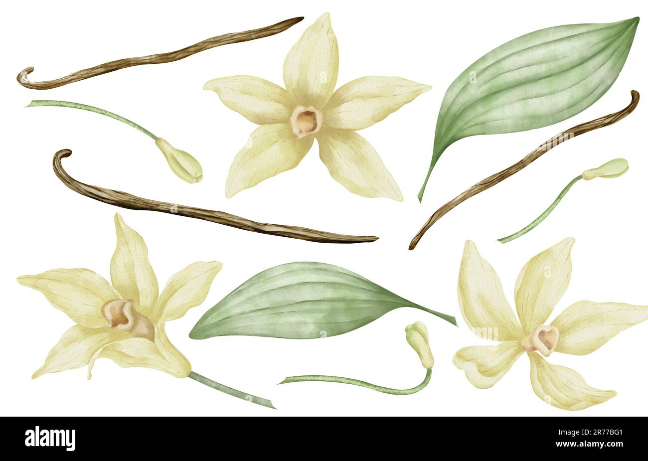 Ensemble vanille avec fleurs, bâtons et feuilles. Illustration d'aquarelle dessinée à la main d'herbes pour épices sur fond blanc isolé. Collection botanique avec dosettes. Ingrédients pour aliments ou huile aromatique. Banque D'Images