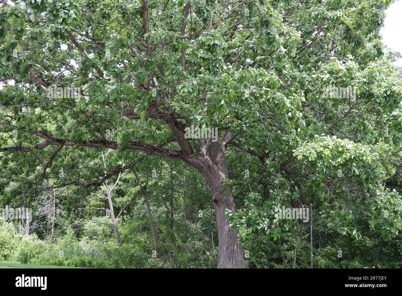 Arbre vert vif ensoleillé Banque D'Images