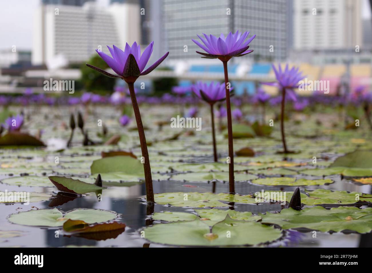 Nymphaea nouchali, Nymphaea stellata, lotus bleu, Lotus étoilé, nénuphars rouges, nénuphars nains, nénuphars bleus, nénuphars bleu, fleur de manel Banque D'Images