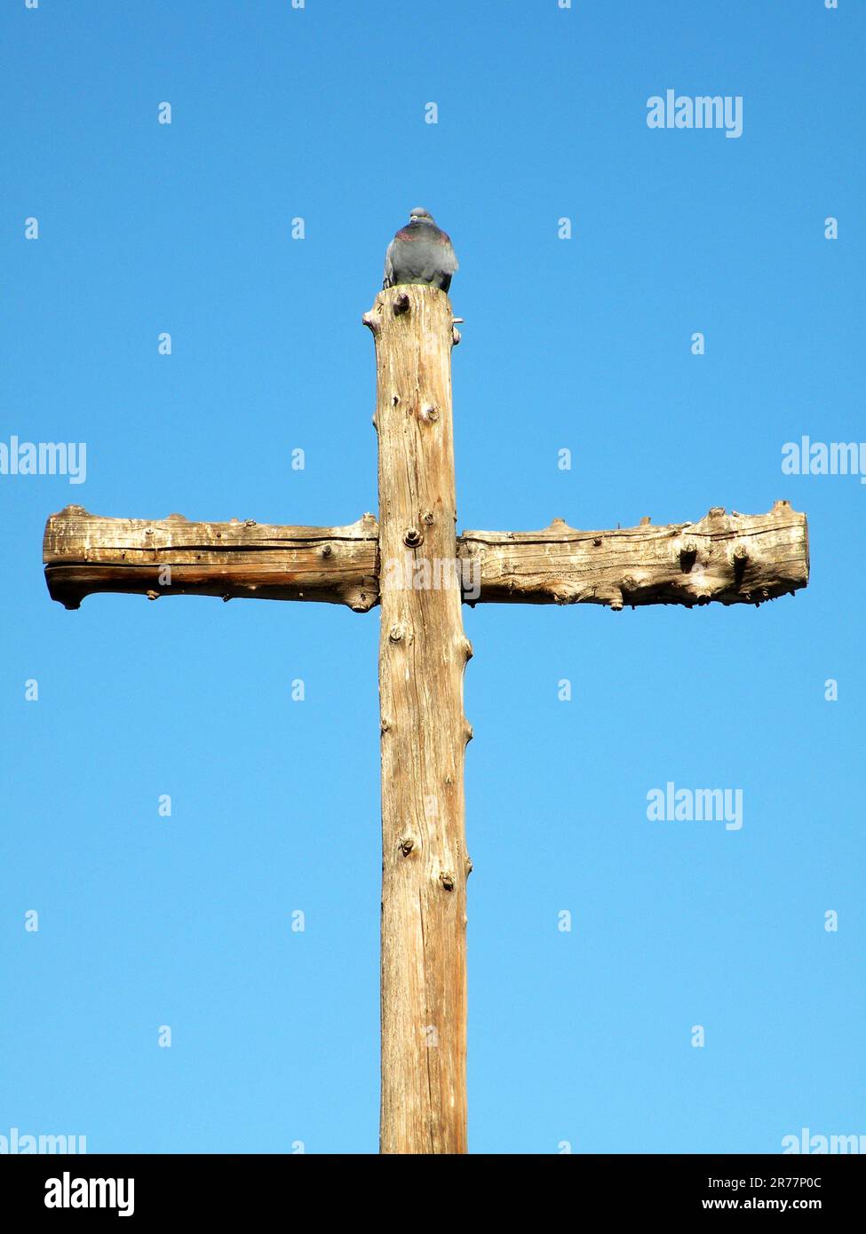 Colombe sur croix en bois Banque D'Images