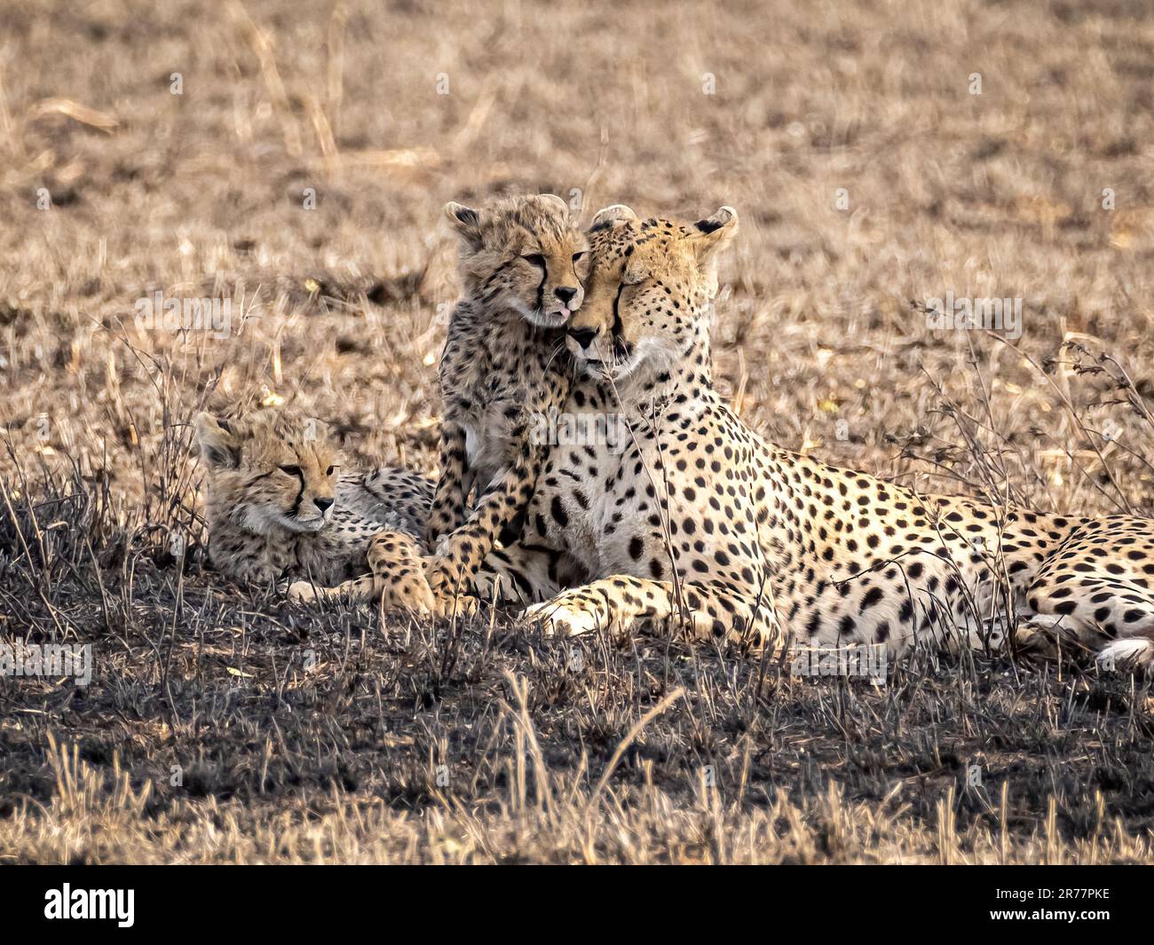 La guépard femelle avec des petits. La famille de la guépard (Acinonyx jubatus). un jeune guépard câlin sa mère Banque D'Images