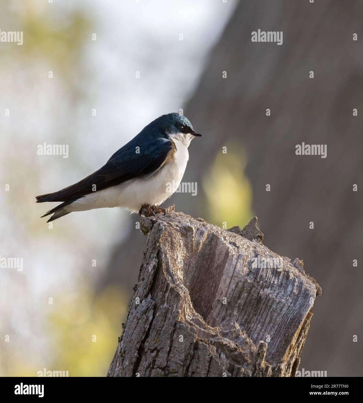 Un gros plan d'un Bruant d'arbre américain mâle sur une souche dans une forêt au printemps en Ontario Banque D'Images