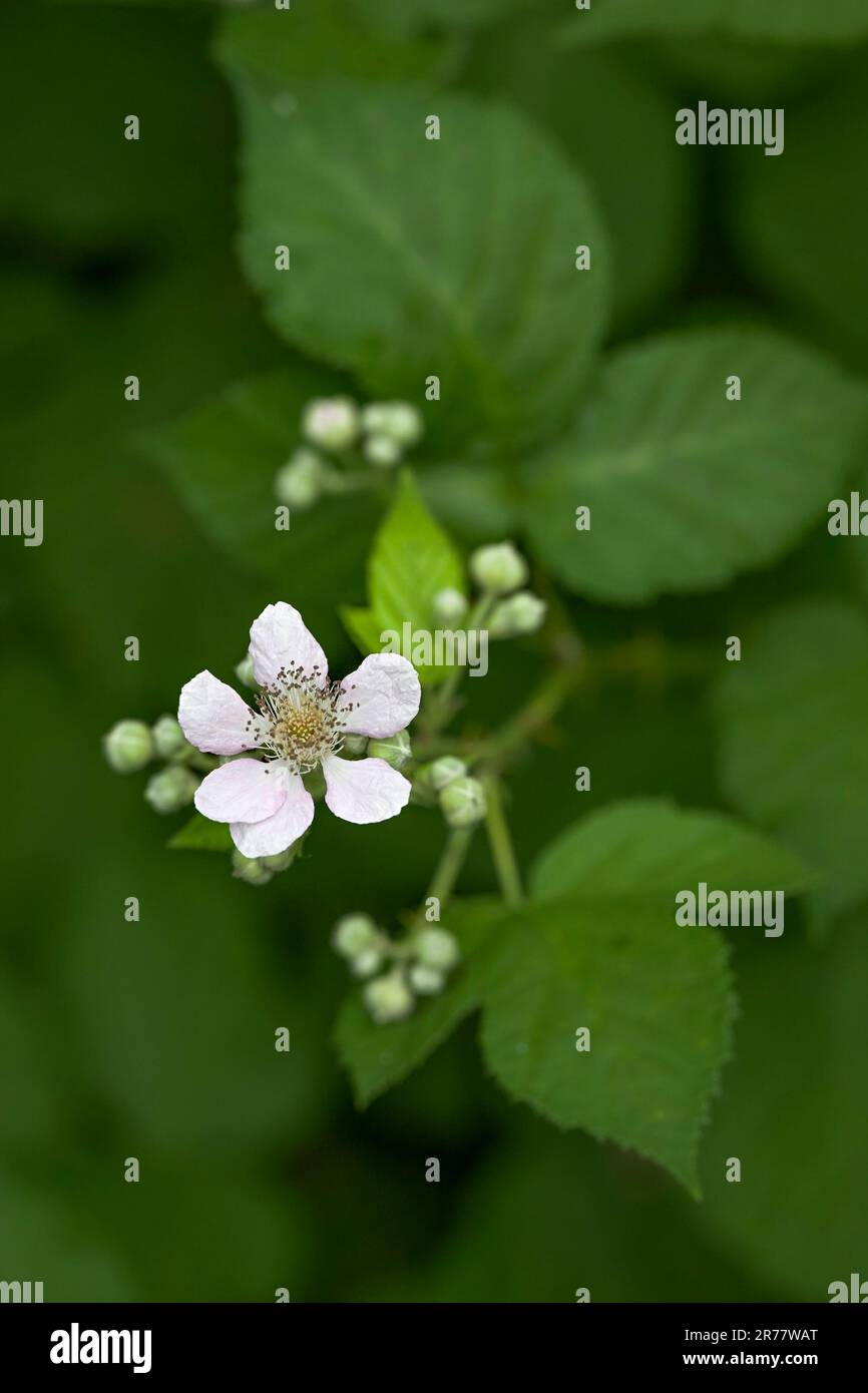 BlackBerry de l'Himalaya, Rubus armeniacus, fleur et feuilles. Banque D'Images