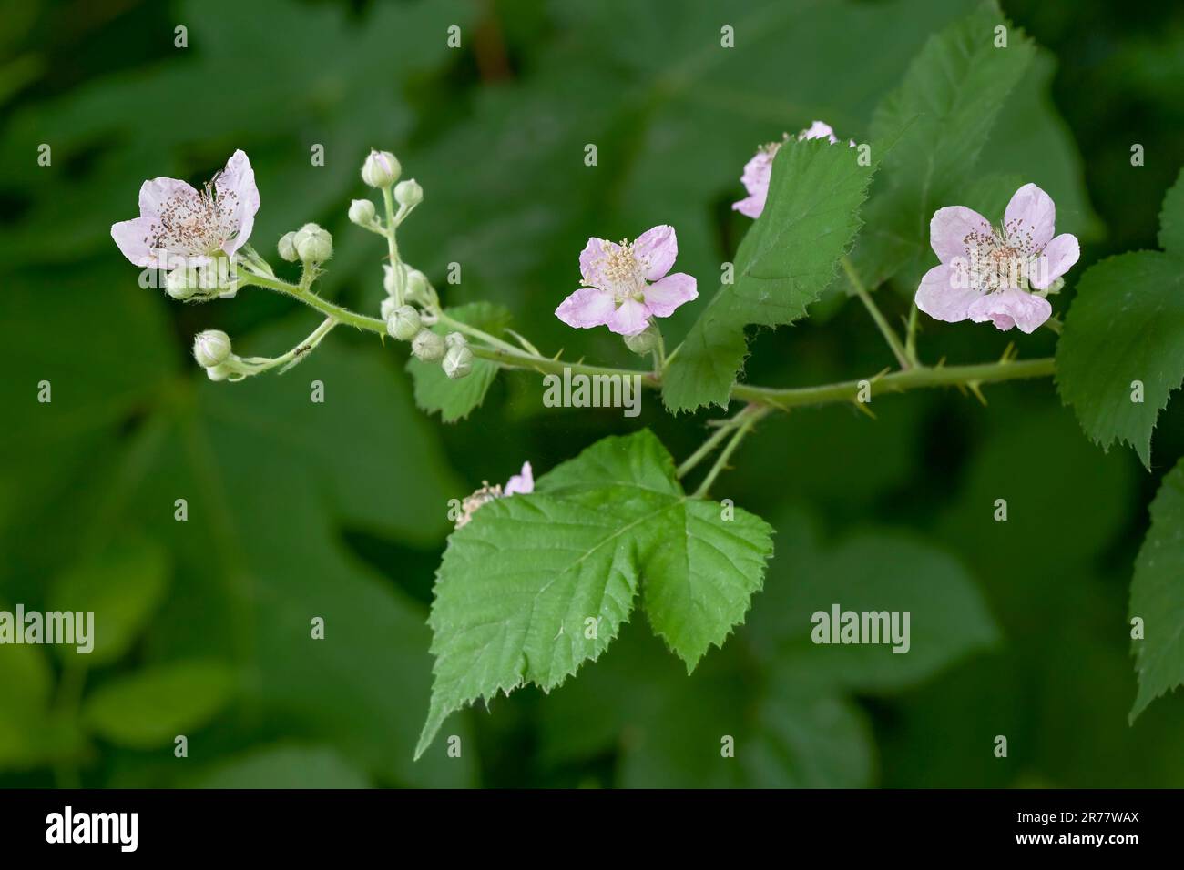 BlackBerry de l'Himalaya, Rubus armeniacus, fleurs et feuilles. Banque D'Images