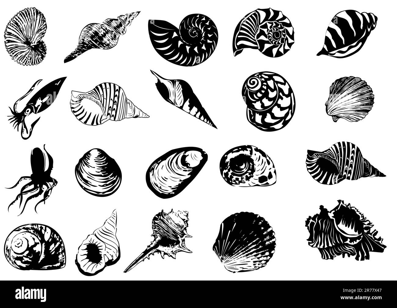 Illustration vectorielle de différents coquillages Illustration de Vecteur