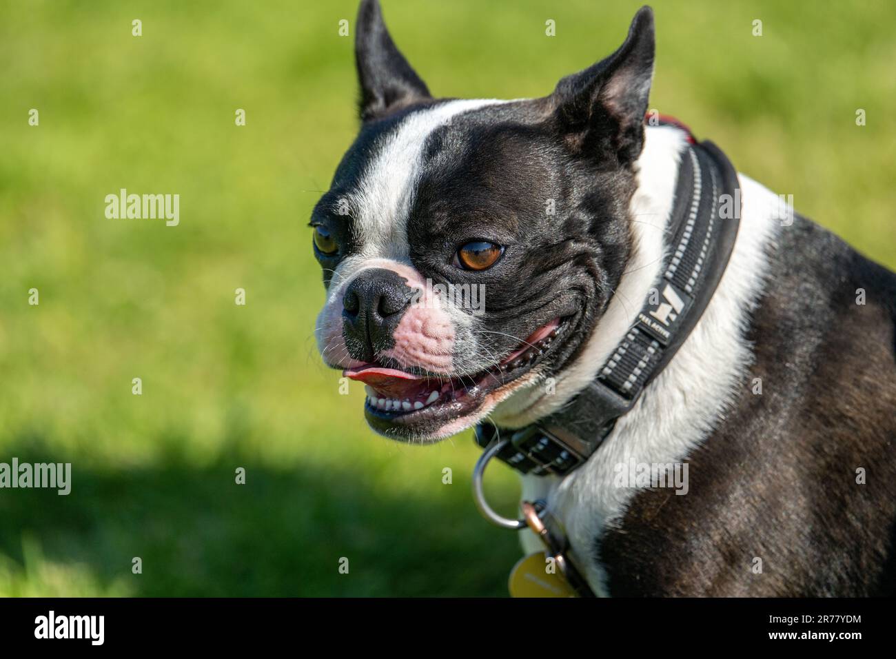 Portari d'un terrier de Boston âgé de deux ans Banque D'Images