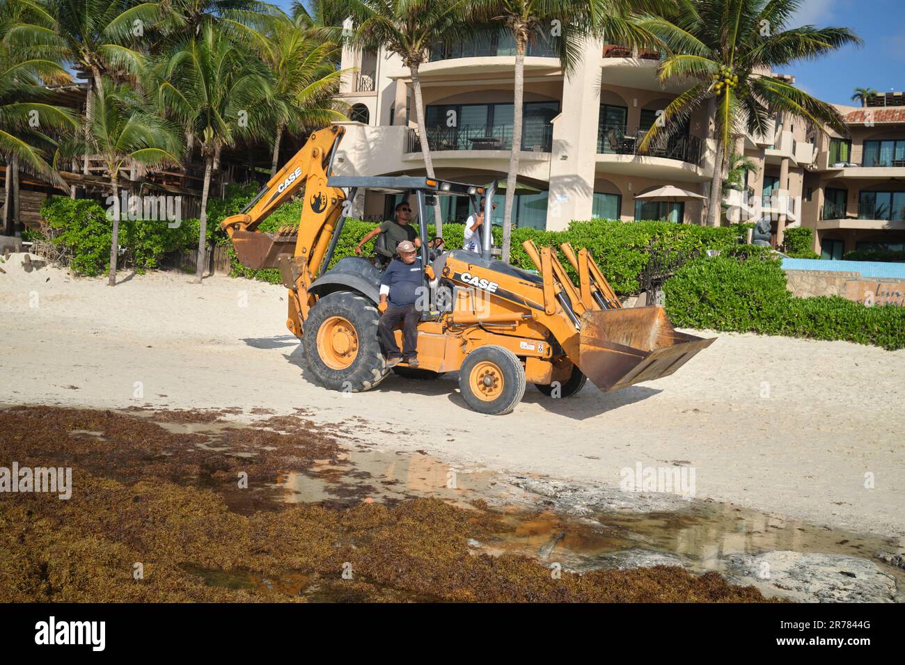 Nettoyage de l'algue de sargassum sur la plage Playa Del Carmen Yucatan Mexique Banque D'Images