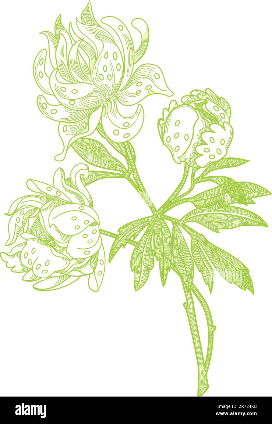 Illustration délicate de style vintage d'une fleur de pivoine. Couleur globale utilisée. Il s'agit d'un fichier vectoriel qui nécessite un programme tel que Adobe Ilust... Illustration de Vecteur Illustration délicate de style vintage d'une fleur de pivoine. Couleur globale utilisée. Il s'agit d'un fichier vectoriel qui nécessite un programme tel que Adobe Ilust... Illustration de Vecteur
