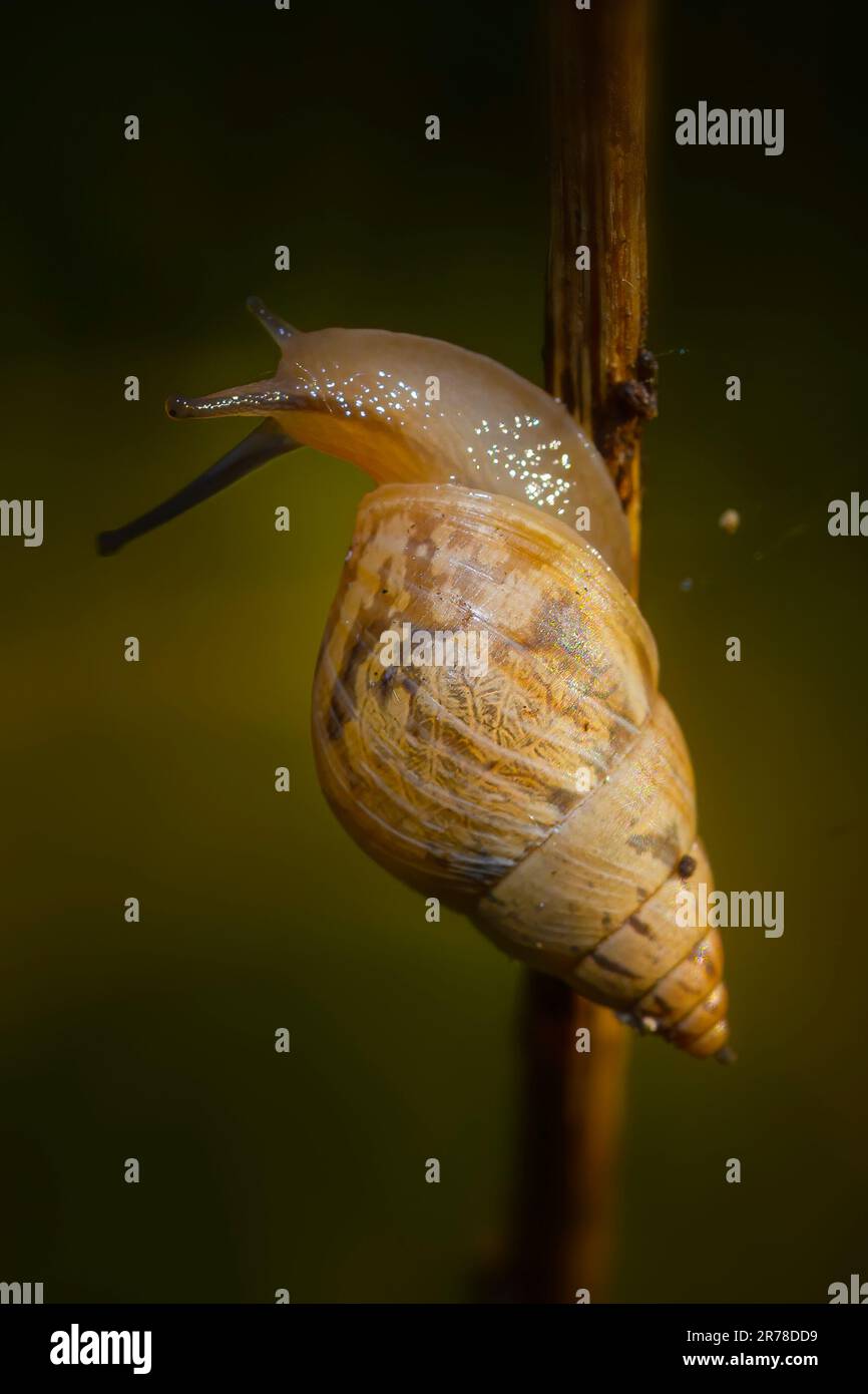 Un escargot de jardin fait son chemin vers le haut de la tige d'une plante tôt le matin. Banque D'Images Un escargot de jardin fait son chemin vers le haut de la tige d'une plante tôt le matin. Banque D'Images