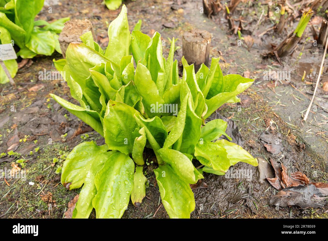 Zurich, Suisse, 20 avril 2023 Lysichiton americanus ou chou américain à la mouffette dans le jardin botanique Banque D'Images