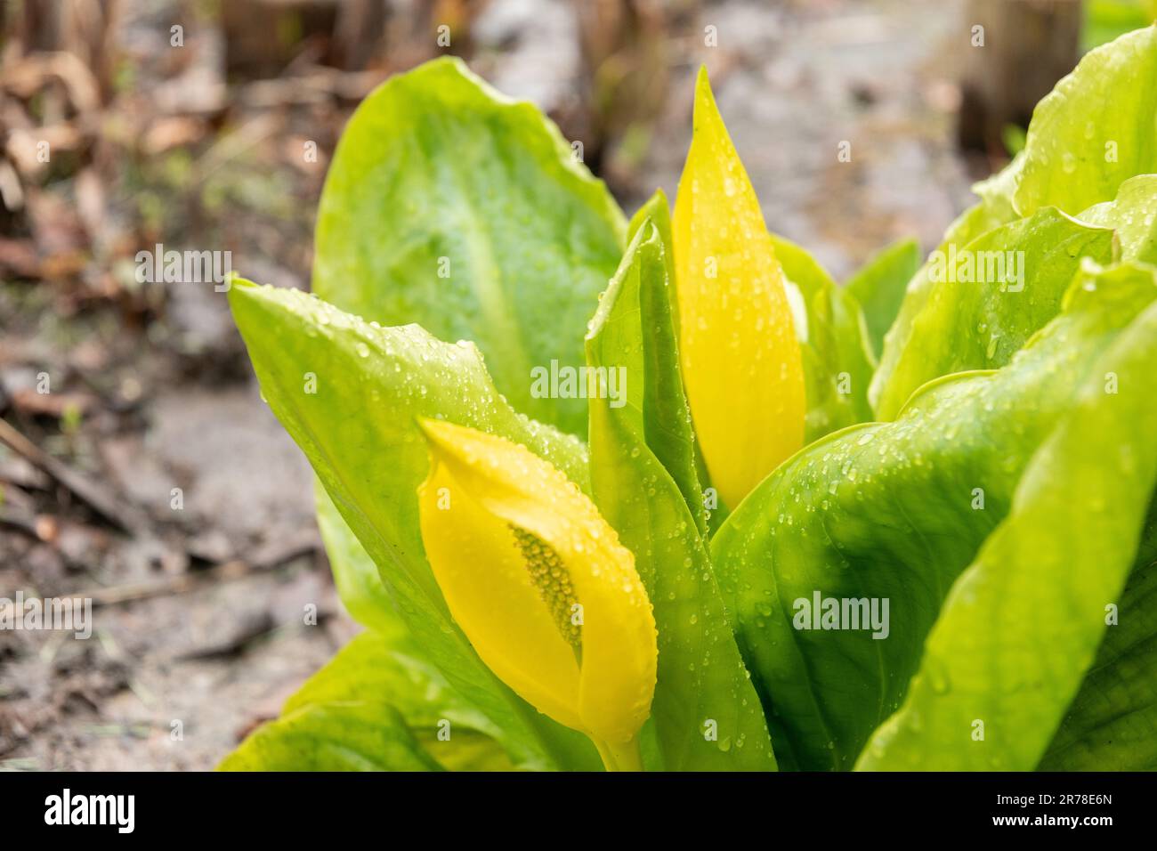 Zurich, Suisse, 20 avril 2023 Lysichiton americanus ou chou américain à la mouffette dans le jardin botanique Banque D'Images