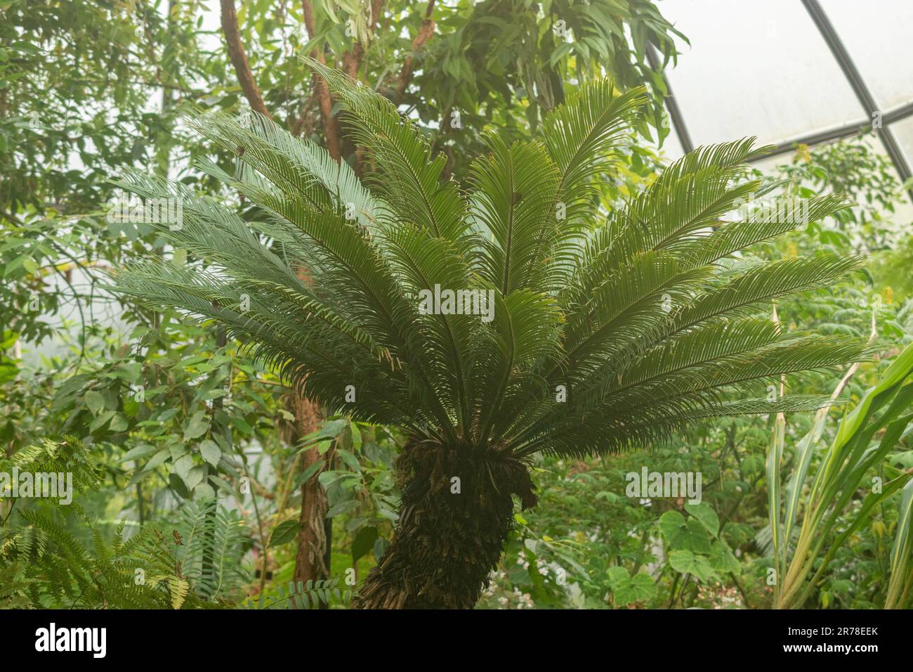 Zurich, Suisse, 20 avril 2023 Cycas Revoluta ou palmier japonais sagou au jardin botanique Banque D'Images