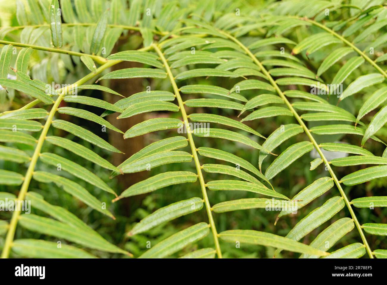 Zurich, Suisse, 20 avril 2023 Angiopteris Evecta ou fougères géantes au