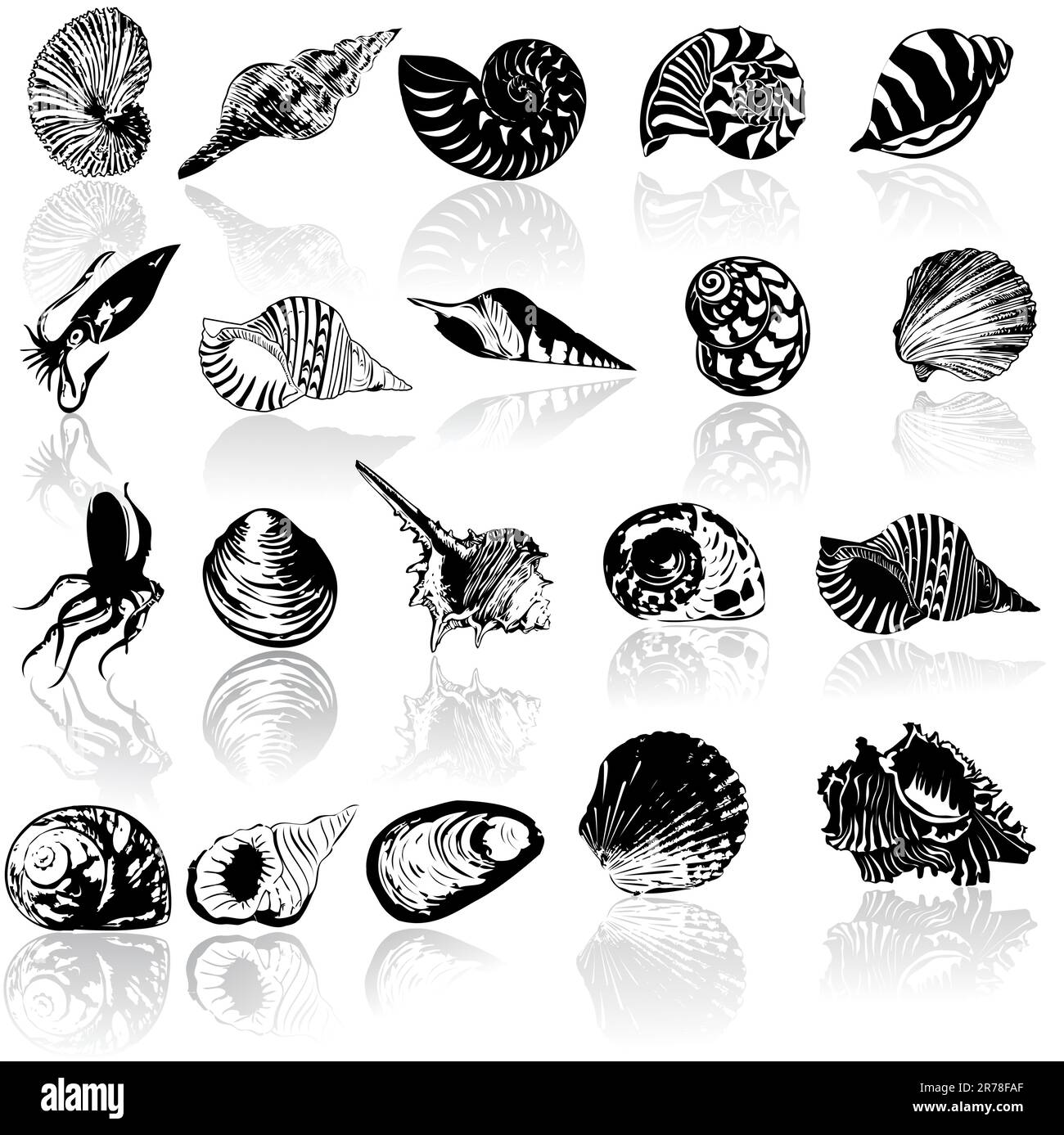Illustration vectorielle de différents coquillages Illustration de Vecteur