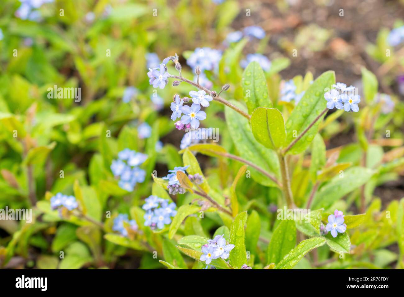 Zurich, Suisse, 20 avril 2023 Myosotis sylvatica ou bois oubliezmoi de — free download