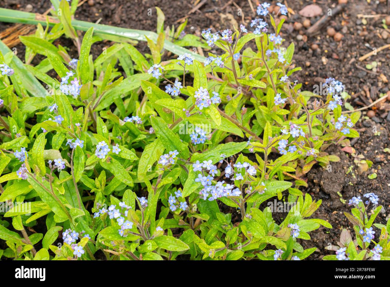 Zurich, Suisse, 20 avril 2023 Myosotis sylvatica ou bois oubliez-moi de ne pas fleurir dans le jardin botanique Banque D'Images