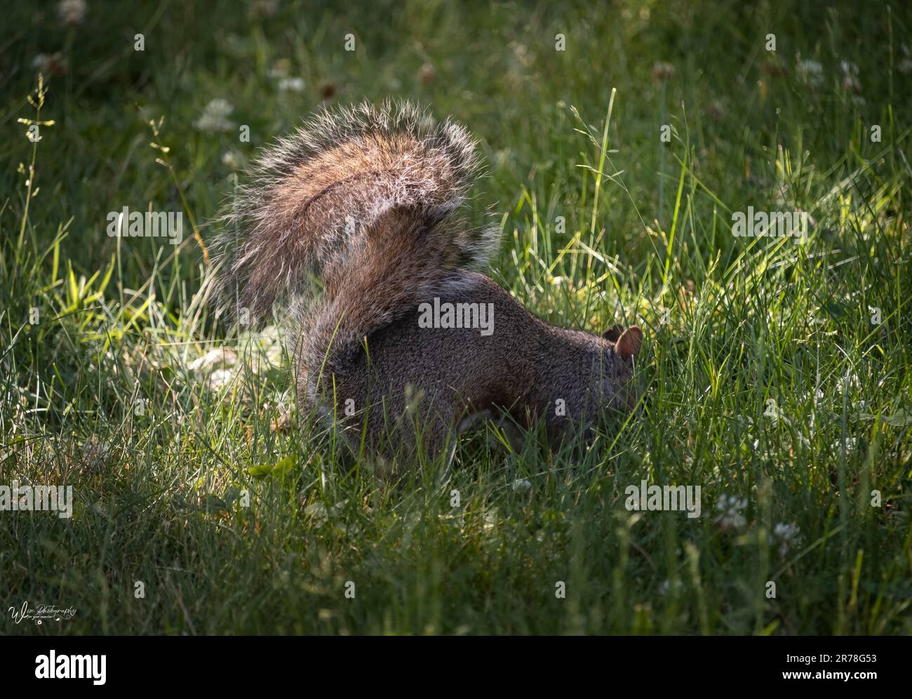 Écureuil gris de l'est, Sciurus carolinensis, enterrant un écrou dans le sol dans une zone de lumière du soleil entourée d'herbe et avec une queue moelleuse proéminente Banque D'Images