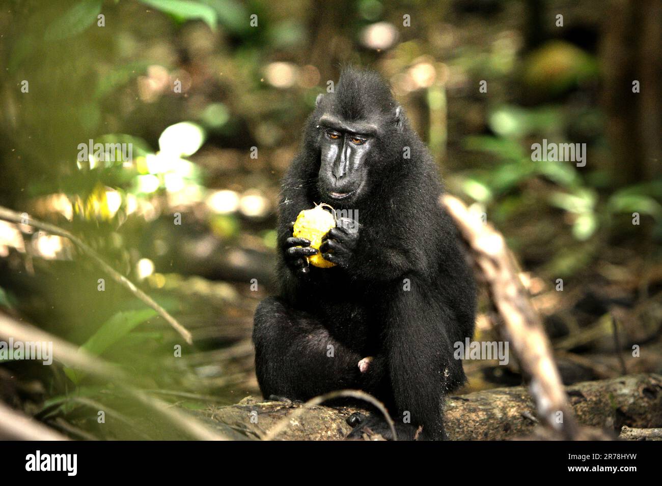 Un macaque à crête noire Sulawesi (Macaca nigra) mangeant un fruit assis sur le sol de la forêt dans un habitat naturel: Forêt de Tangkoko dans le nord de Sulawesi, Indonésie. Ils mangent plus de fruits pendant la saison des pluies que pendant la saison sèche, mais « les changements liés aux saisons affecteront indirectement la possibilité que Macaca nigra soit infecté par des endoparasites », affirment les scientifiques. Même sans facteur de changement climatique, Macaca nigra est l'un des 25 primates les plus menacés sur terre, et devrait disparaître en 2050. Banque D'Images