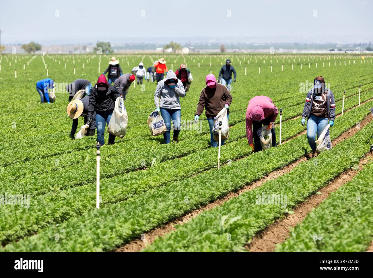 Travailleurs hispaniques de terrain désarant le champ de carottes 'Daucus carota', portant le masque de virus, la Mecque, la vallée de Coachella. Banque D'Images