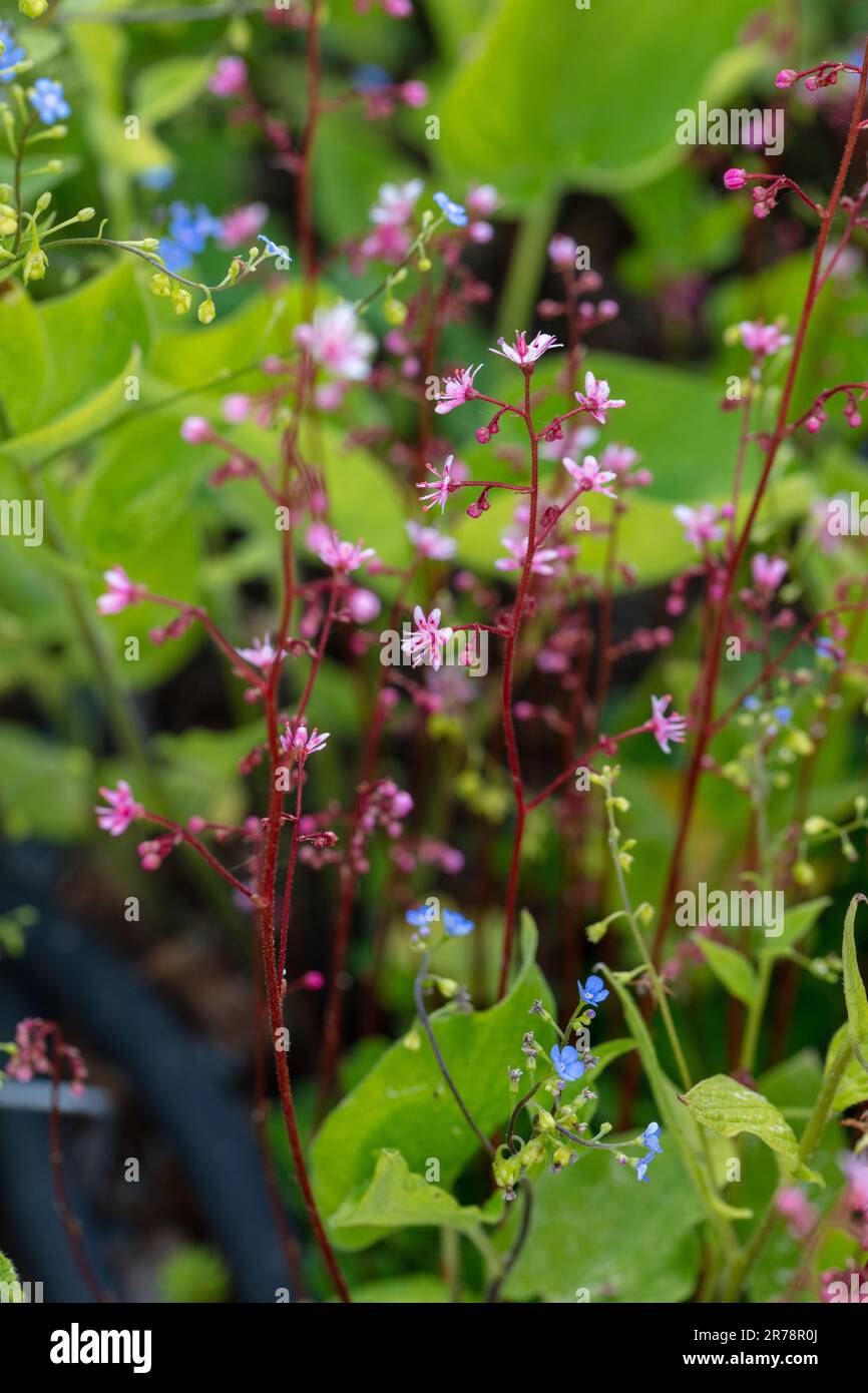 Londres Pride, Porslinsbräcka (Saxifraga × urbium) Banque D'Images