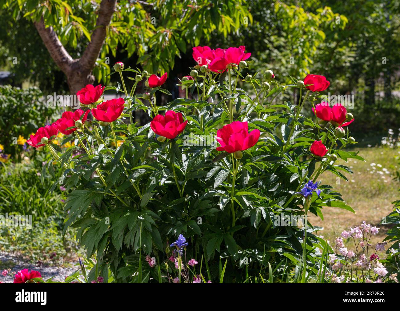 'Scarlett O'Hara' jardin commun, Luktpion la pivoine (Paeonia officinalis x Paeonia lactiflora) Banque D'Images