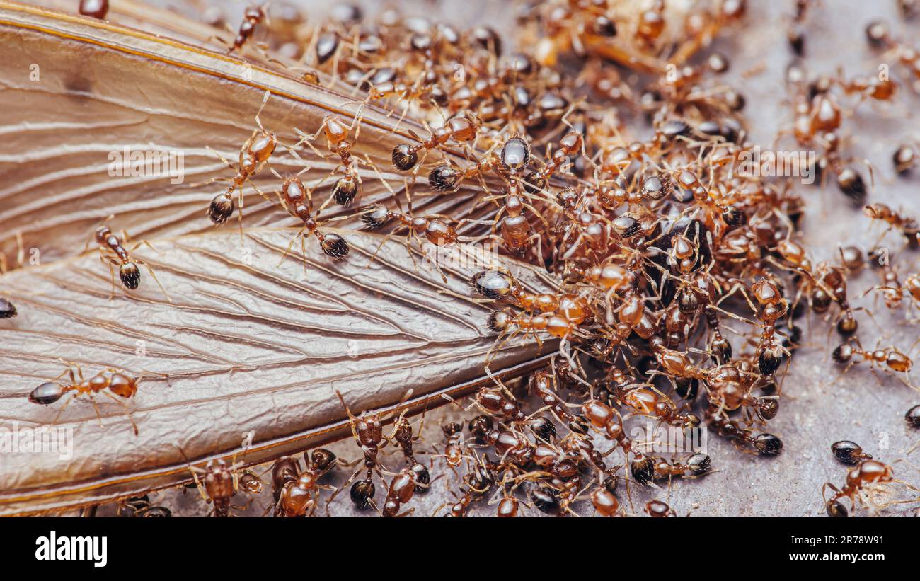 Beaucoup de petits fourmis se nourrissant de l'insecte (proie), les Ants travaillent, le travail d'équipe de Ant, gros plan photo. Banque D'Images