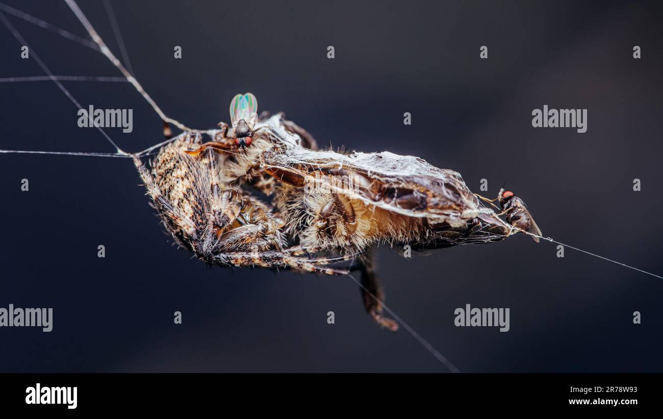 Araignée de Weaver d'Orb brune sur la toile et la proie, enveloppant sa proie d'insecte en soie avec le fond de la nature, foyer sélectif. Banque D'Images