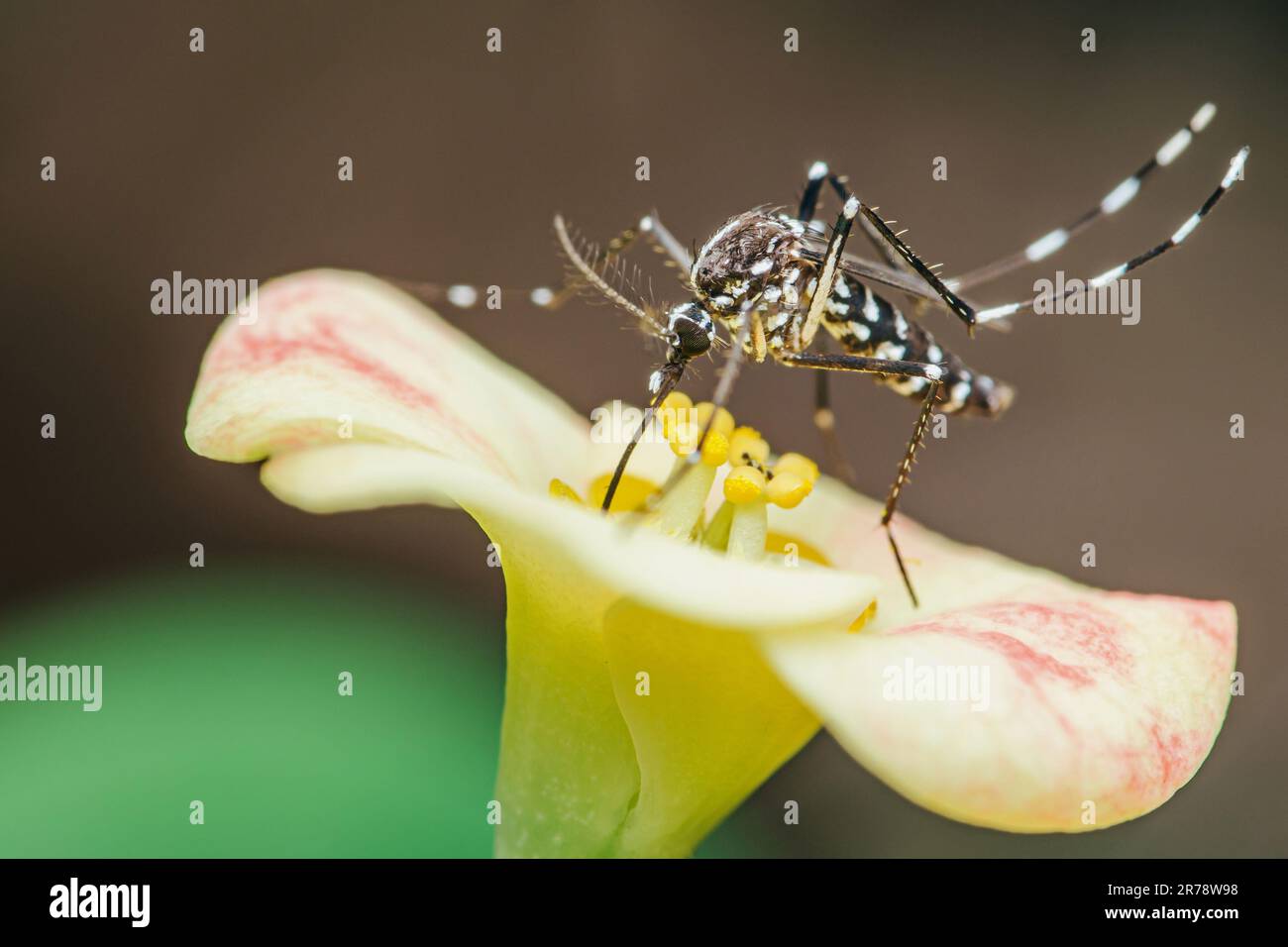 Moustiquaire perchée sur la fleur d'Euphorbia milii, foyer sélectif, Macro insecte. Banque D'Images