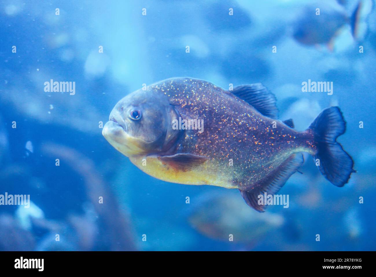 un gros plan détaillé d'un piranha féroce nageant dans un aquarium. Prédateur intense Banque D'Images