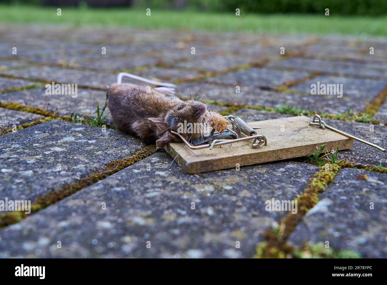 Gros plan de la petite souris de vole de banque morte dans un vieux piège à  pression en bois, savoir souvent porter et transmettre le virus de la  hunta, qui est une