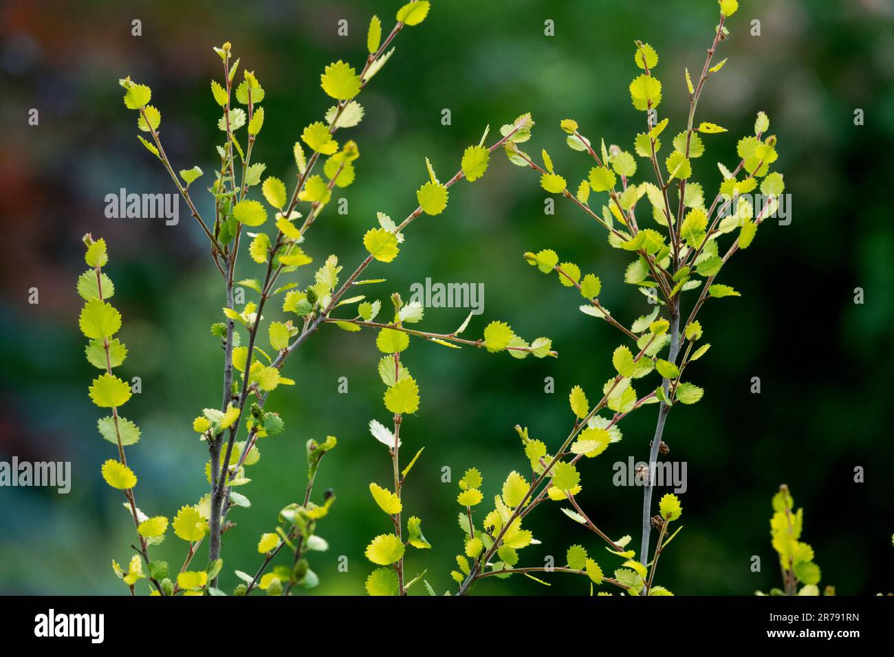 Betula nana, Dwarf Birch, feuilles de Betula Banque D'Images