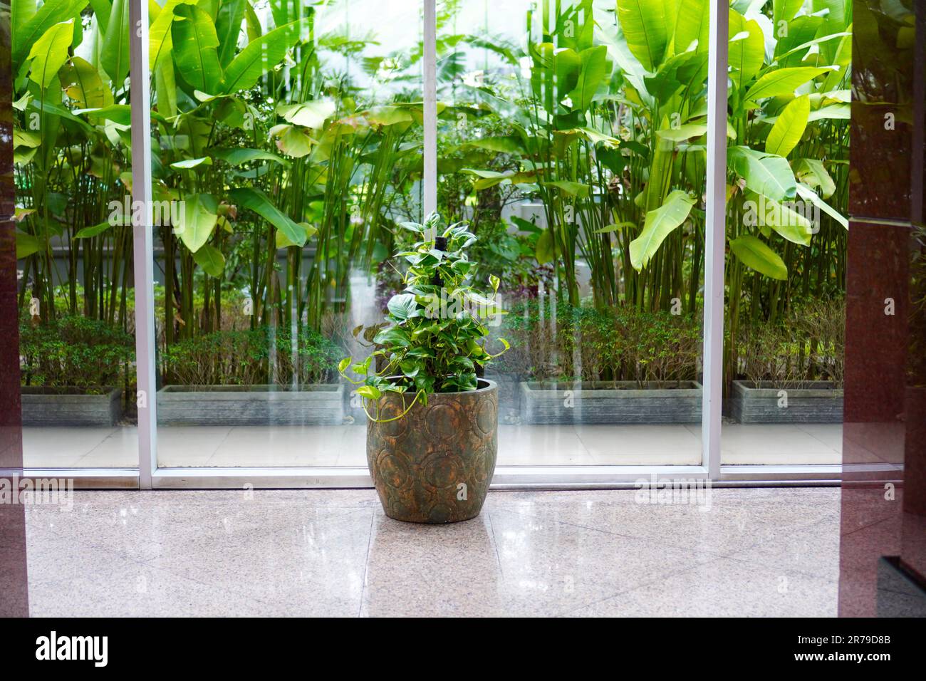 Plante d'ivoire de bétel également connue sous le nom de plante de pothos dorée en pot pour la décoration intérieure sur fond de végétation verte luxuriante devant un mur de verre Banque D'Images