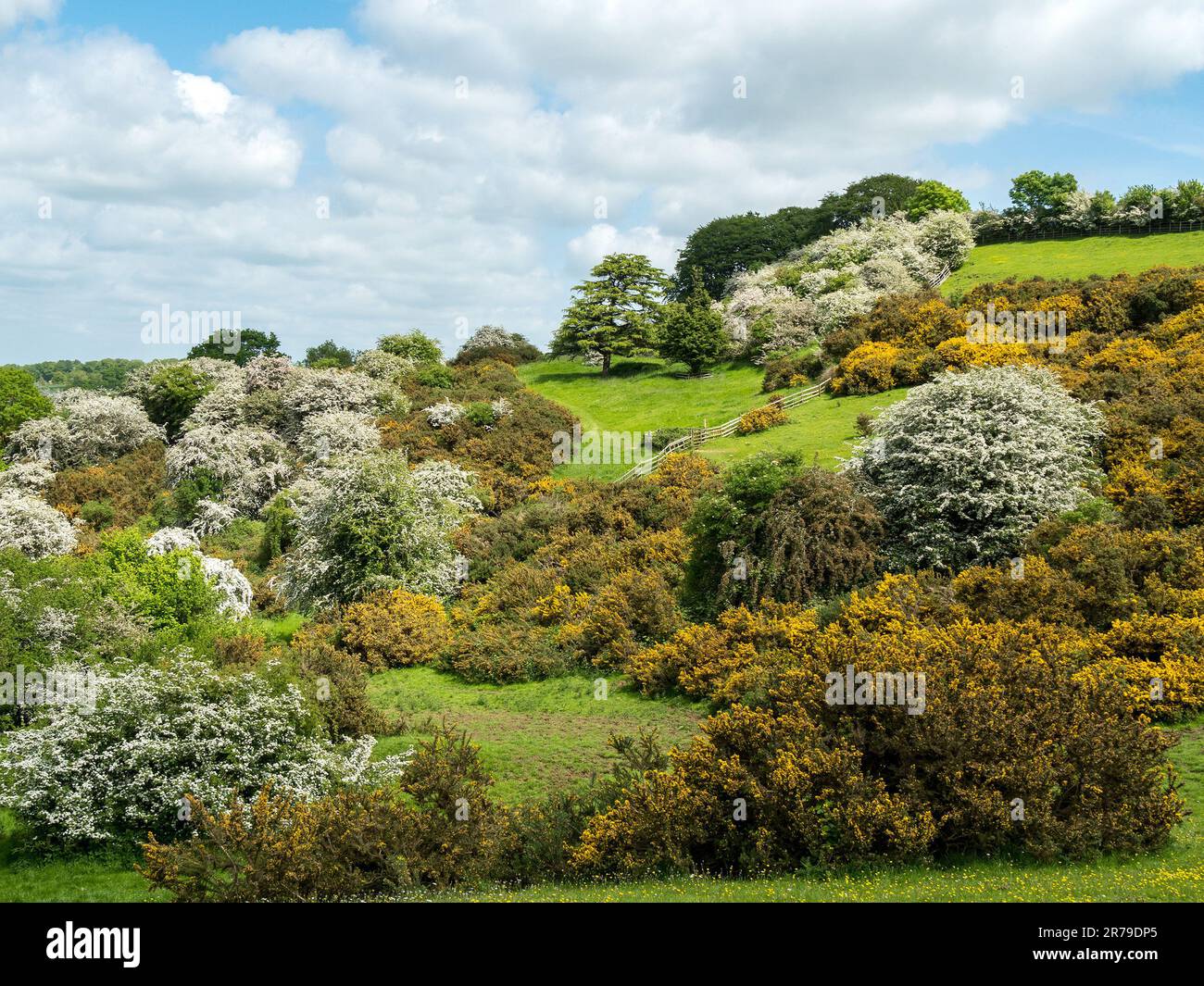 Belle gorge jaune et blanc de printemps de l'aubépine dans une petite vallée sur les pentes de Burrough Hill en mai, Leicestershire, Angleterre, Royaume-Uni Banque D'Images