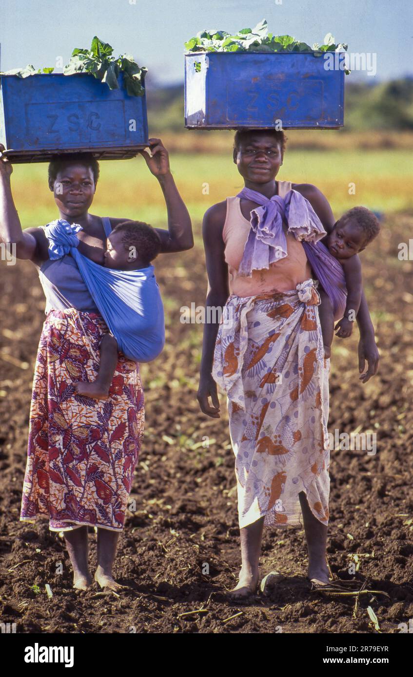 En Zambie, les femmes avec des bébés dans une élingue portent les semis de pois mange-tout à planter. Banque D'Images