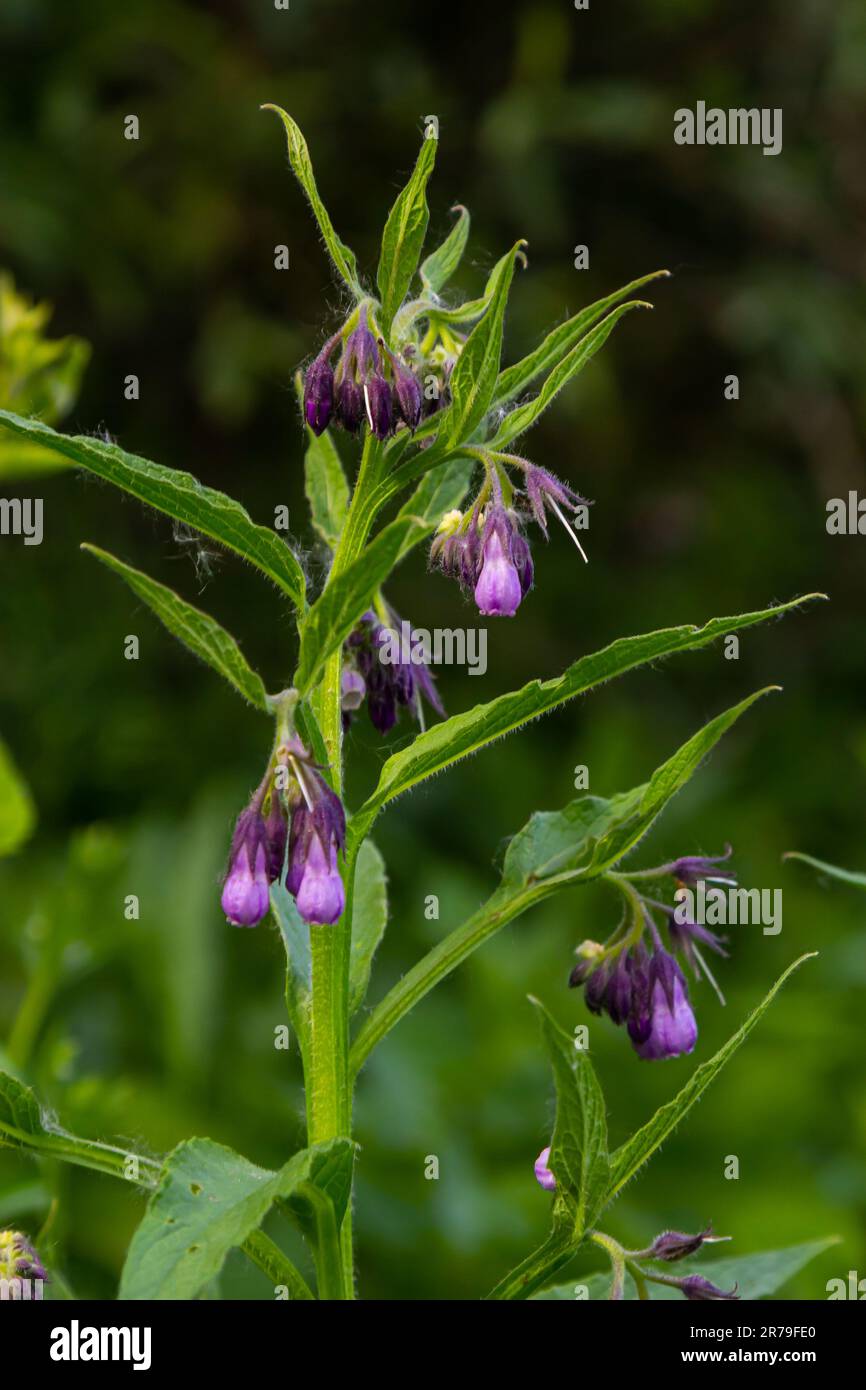 Dans la prairie, parmi les herbes sauvages, la comfréy Symphytum officinale fleurit Banque D'Images