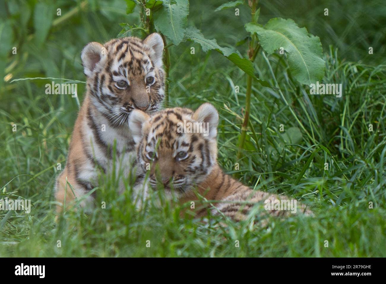 Les petits tigres d'Amur, âgés de six semaines, commencent à explorer leur enclos au zoo de Banham à Norfolk. Nés de la mère Mishka, les petits sont un héritage de leur père Kuzma, qui était le mâle résident du zoo, le tigre d'Amour et est décédé en mars à l'âge de 14 ans, quelques semaines avant l'arrivée des petits. Les tigres d'Amour sont les plus grands chats du monde ainsi que les plus lourds, avec seulement environ 500 restants dans la nature. Date de la photo: Mardi 13 juin 2023. Banque D'Images