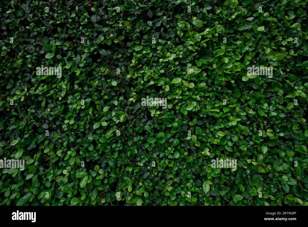 Petites feuilles vertes sur fond de texture de la paroi de haie. Gros plan plante de haie verte dans le jardin. Mur de haies écologique à feuilles persistantes. Toile de fond naturelle. La beauté dans la nature Banque D'Images