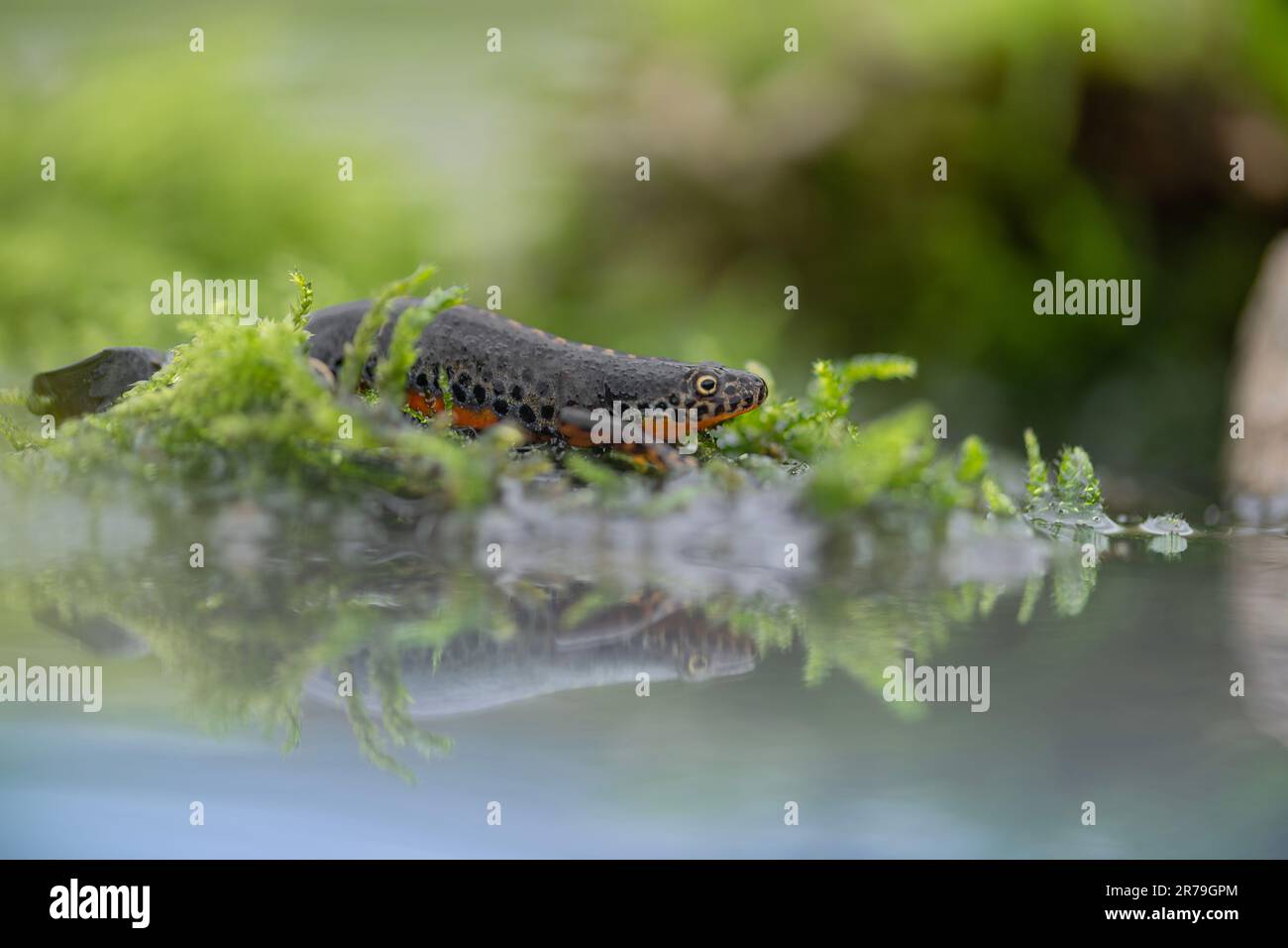 À miroir, portrait artistique du newt alpin (Ichthyosaura alpestris) Banque D'Images