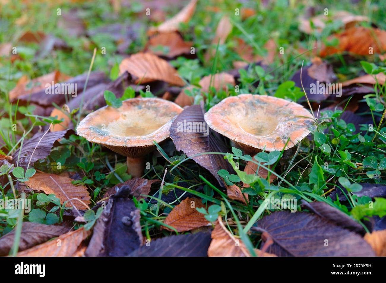 lactarius deliciosus dans la nature. Saison d'automne. Chasse aux champignons Banque D'Images