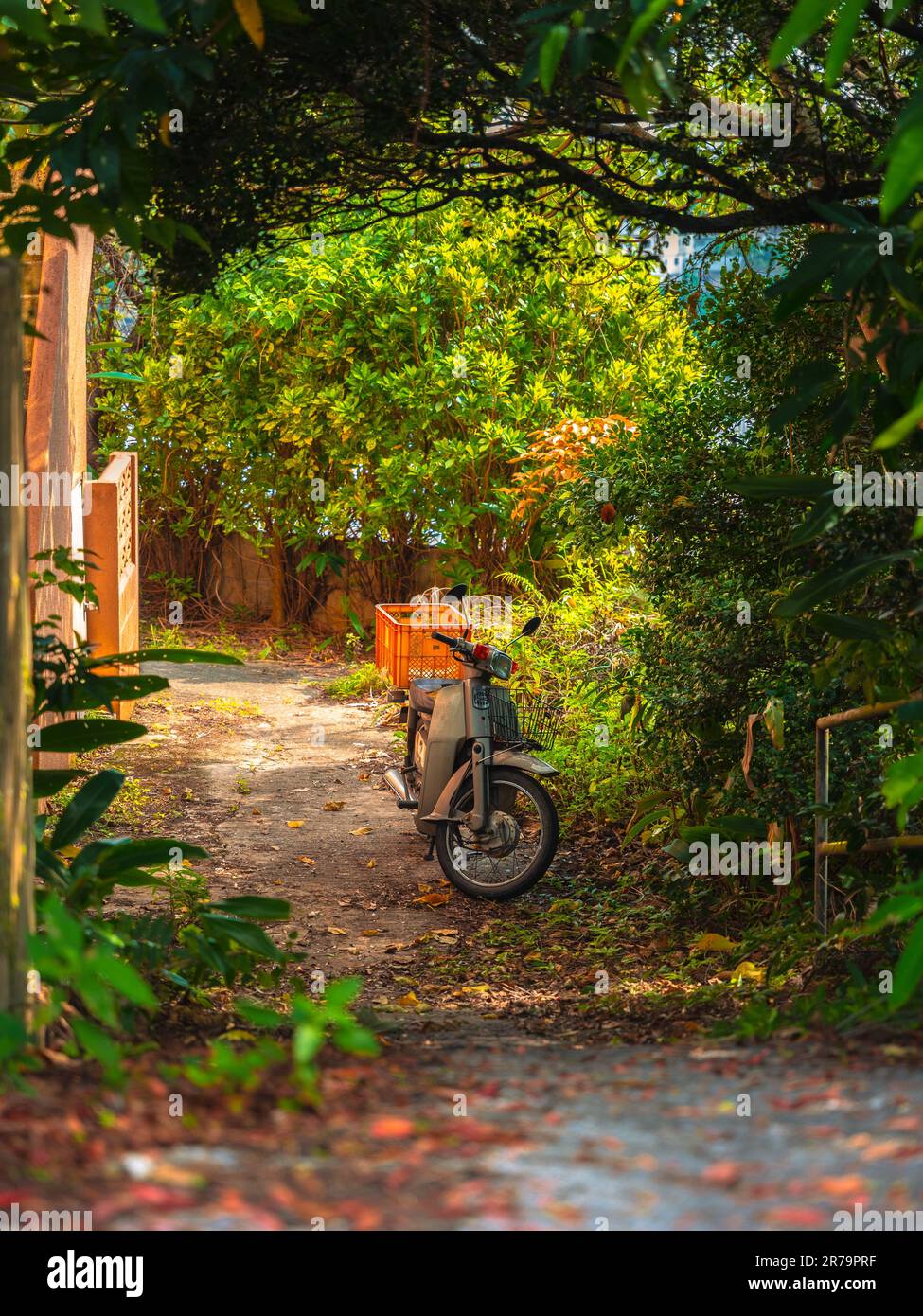 Un scooter d'époque stationné sur une route de terre isolée, entourée d'arbres luxuriants à Okinawa, au Japon. Banque D'Images