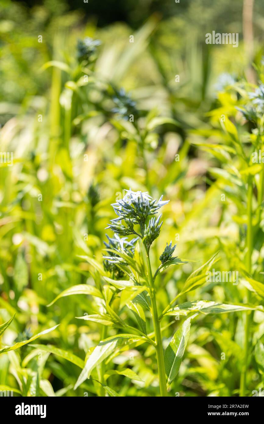 Zurich, Suisse, 22 mai 2023 est bluestar ou Amsonia Tabernaemontana fleurit dans le jardin botanique Banque D'Images