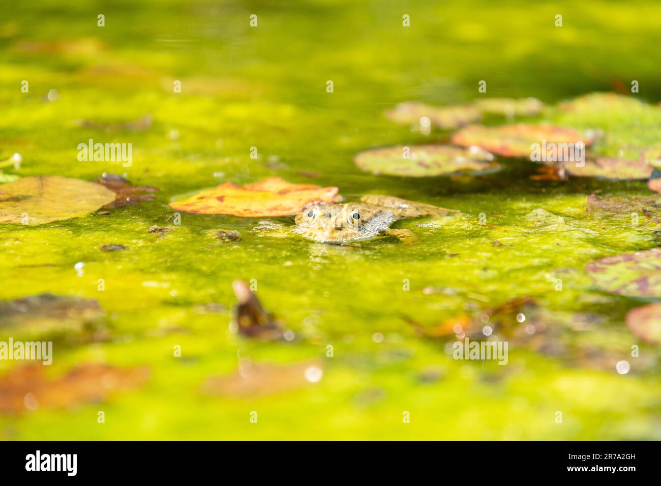 Zurich, Suisse, 22 mai 2023 grenouille dans un étang au jardin botanique Banque D'Images