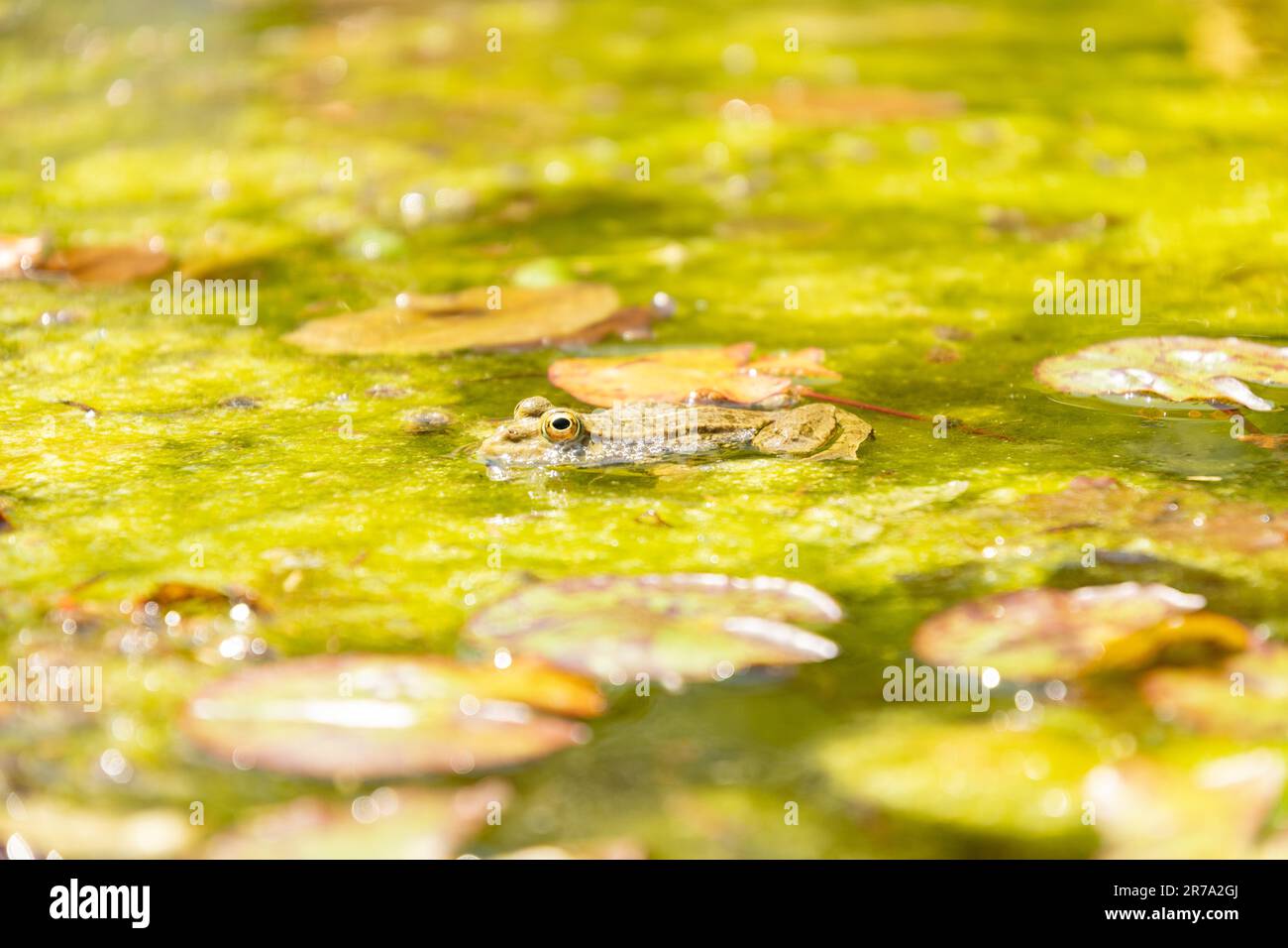 Zurich, Suisse, 22 mai 2023 grenouille dans un étang au jardin botanique Banque D'Images
