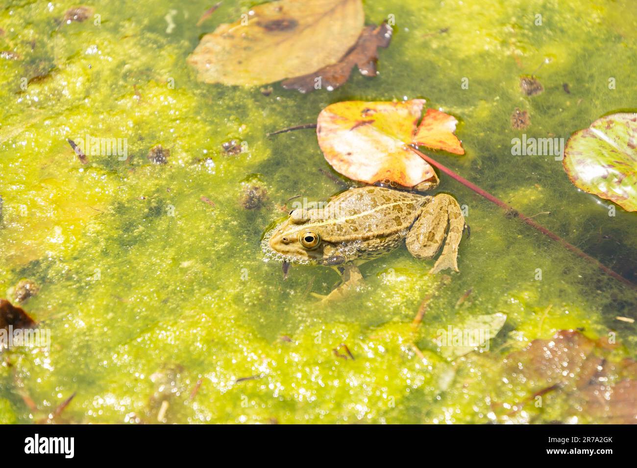 Zurich, Suisse, 22 mai 2023 grenouille dans un étang au jardin botanique Banque D'Images