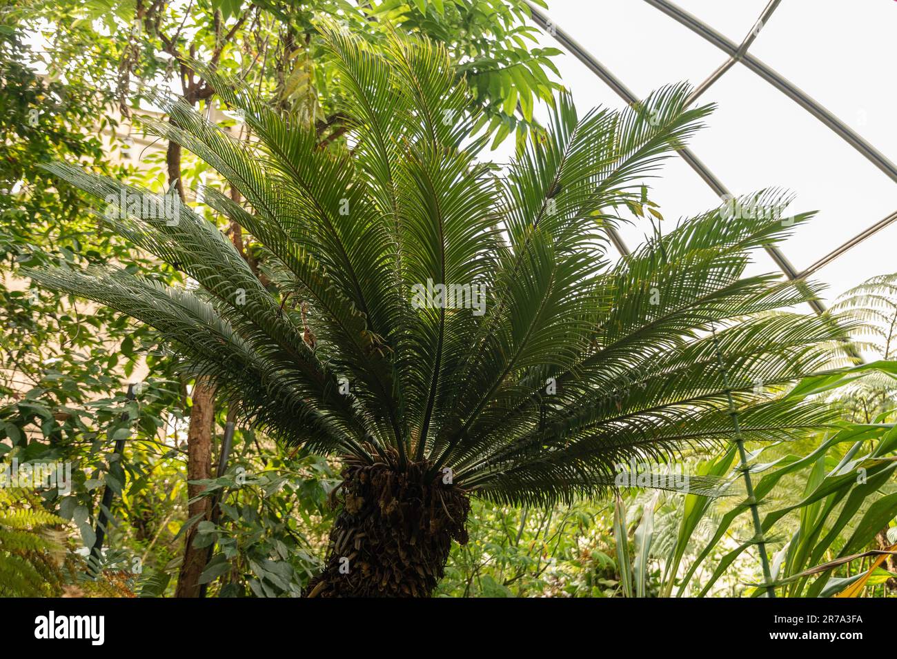 Zurich, Suisse, 22 mai 2023 palmiers japonais sagou Cycas Revoluta au jardin botanique Banque D'Images