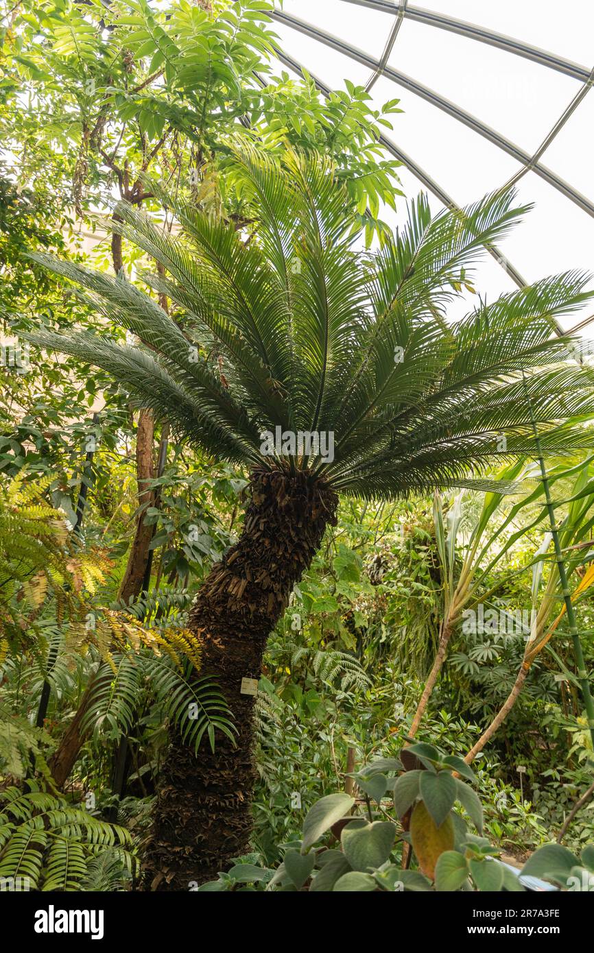 Zurich, Suisse, 22 mai 2023 palmiers japonais sagou Cycas Revoluta au jardin botanique Banque D'Images
