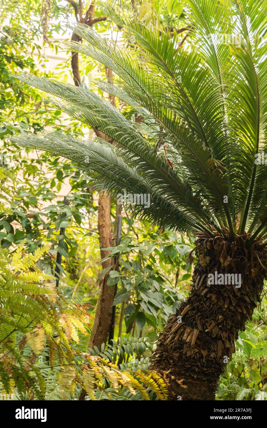 Zurich, Suisse, 22 mai 2023 palmiers japonais sagou Cycas Revoluta au jardin botanique Banque D'Images